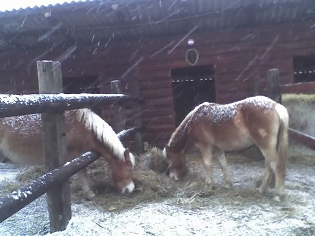 31-01-09_1634.jpg