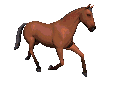 anim22.gif