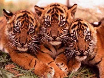 card-animals-tigers.jpg